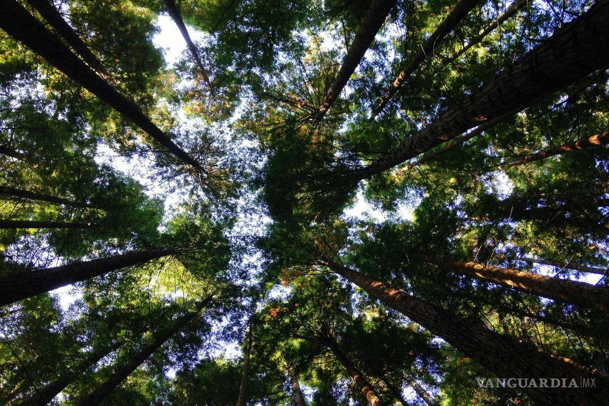 $!Los árboles son pulmones del planeta y ayudan a combatir el cambio climático.