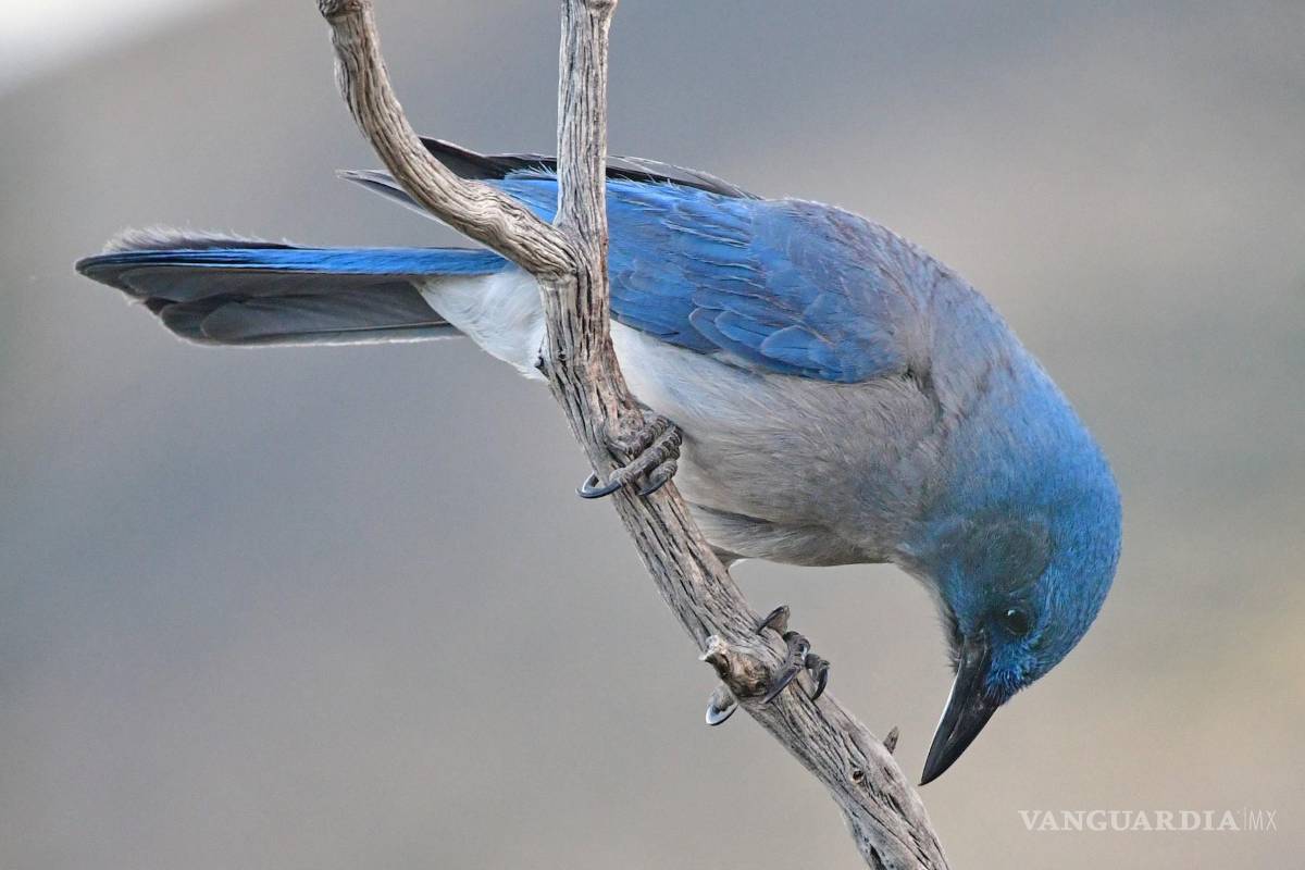 Ardillas, aves y osos de Coahuila, amenazados por efectos del cambio climático