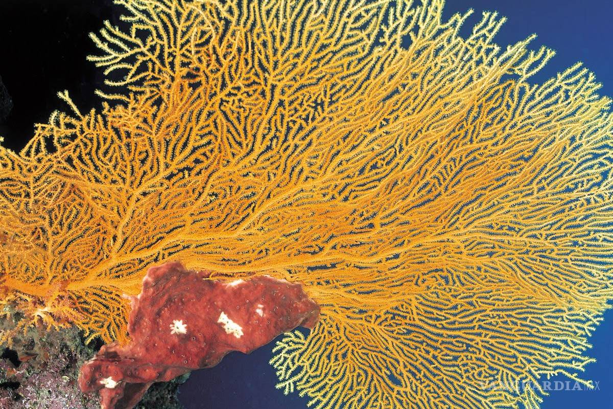 Nueva especie de coral marino descubren en Baja California Sur