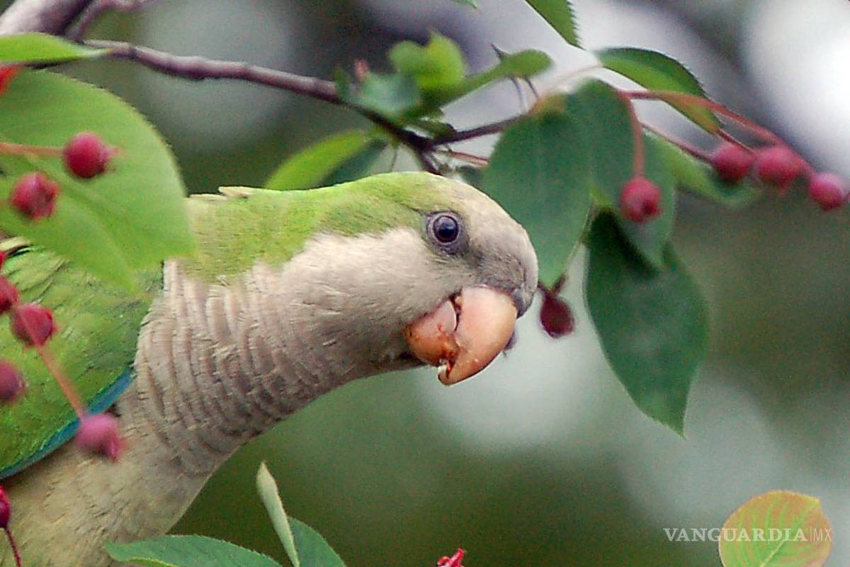 En riesgo, tercera parte de las aves en México: expertos