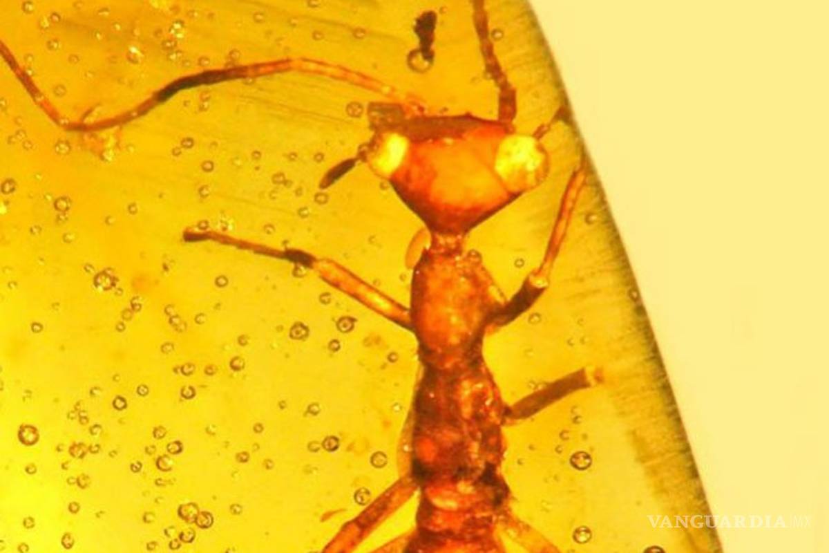 Encuentran insecto prehistórico con apariencia de 'E.T.'