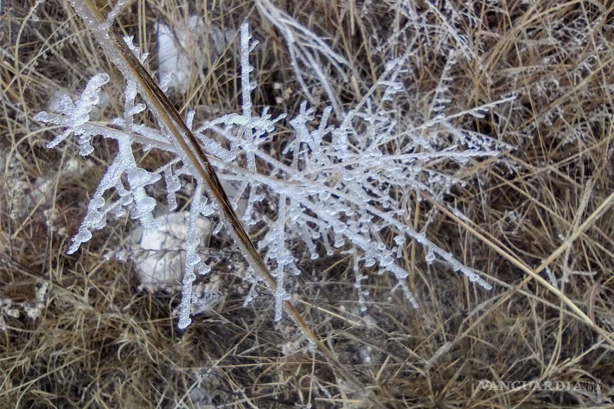 En Saltillo, aunque no nevó, el paisaje se pintó de blanco