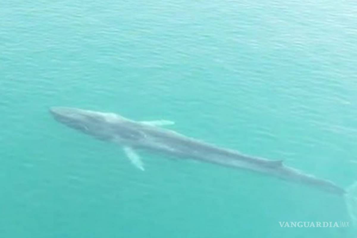 Muere la ballena Gran Bertha que medía 22 metros de largo
