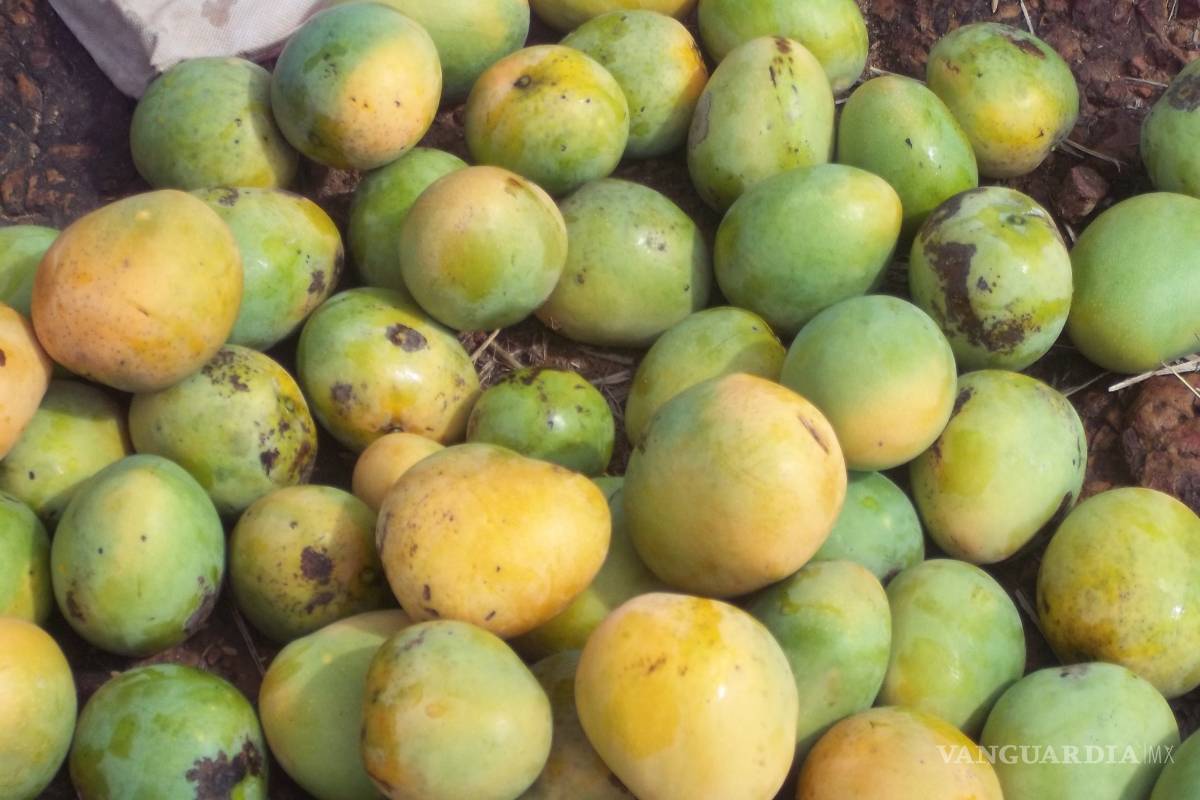 Aseguran 48 kilos de metanfetaminas ocultas entre mangos en Reynosa