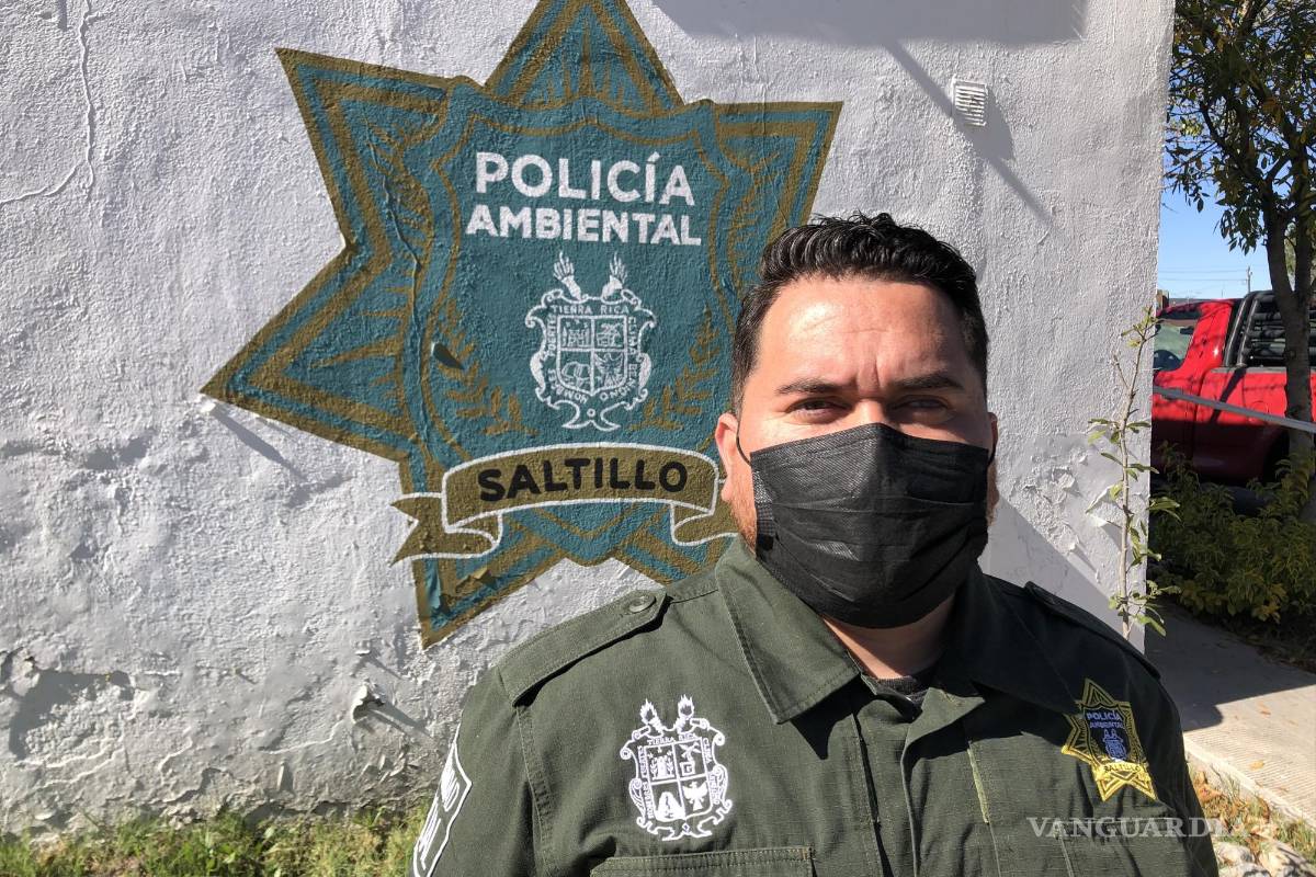 Una mamá oso y sus tres crías “visitan” colonia de Saltillo; vecinos los sorprenden