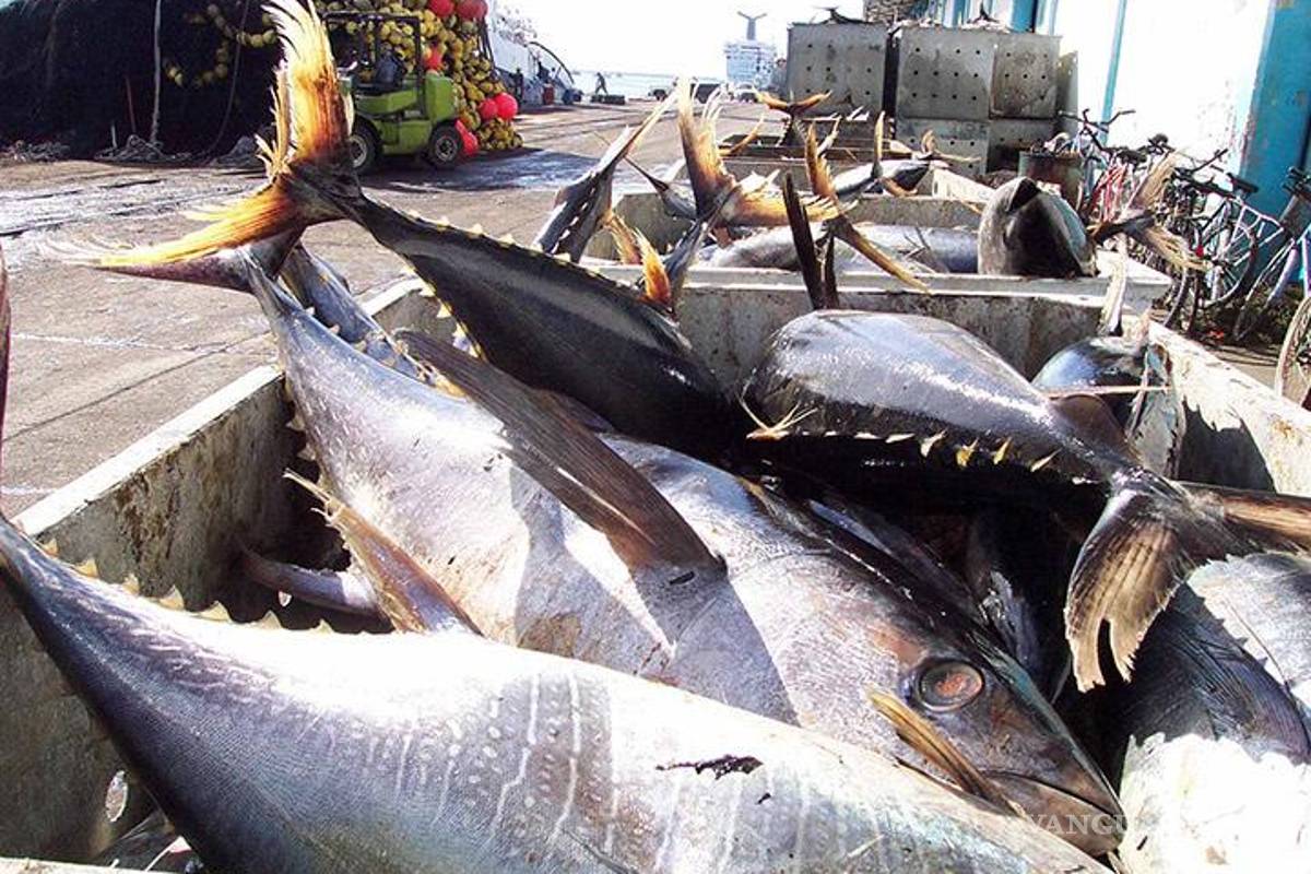 Atún, mero y huachinango están en peligro por la sobreexplotación en México