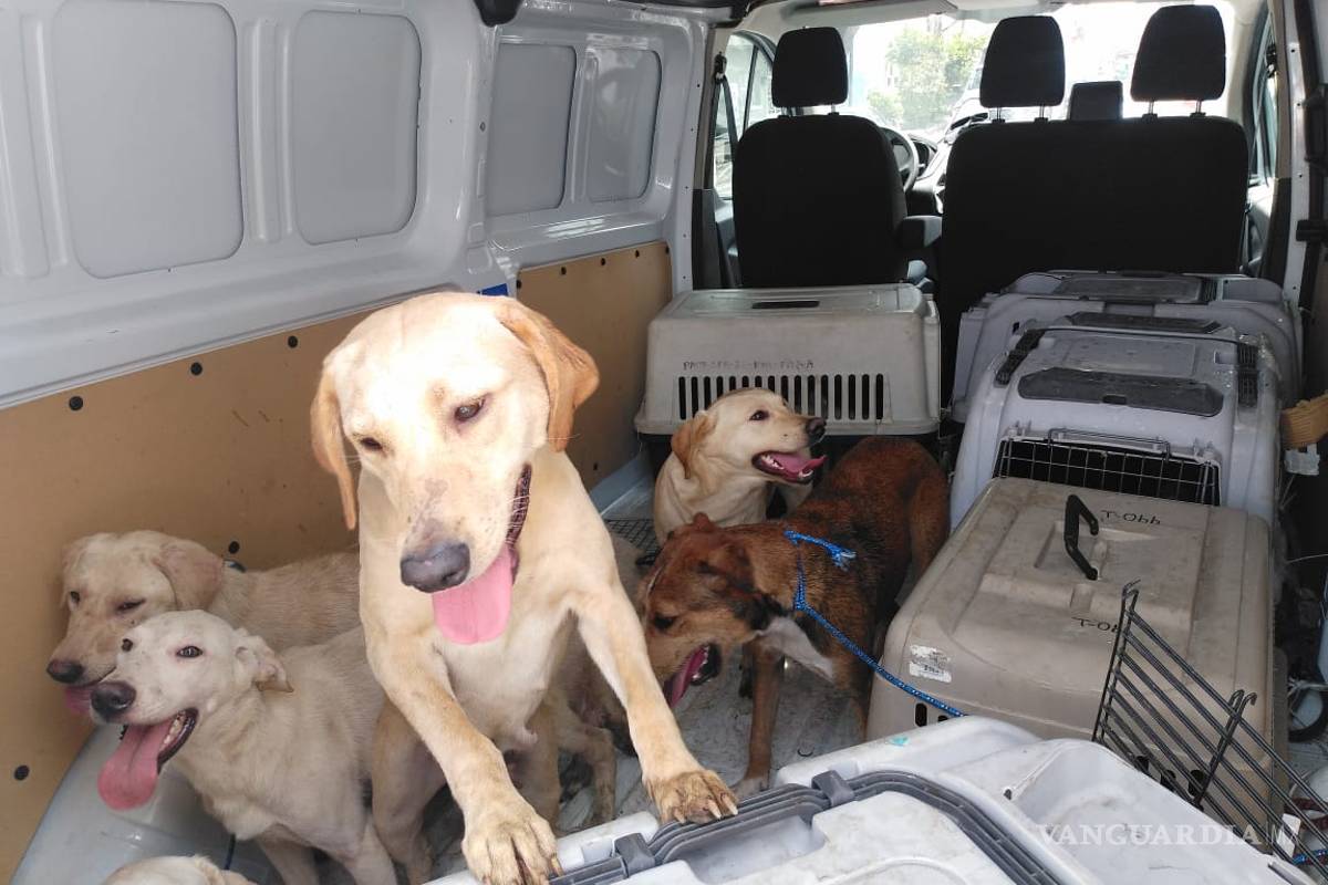 Rescatan a 27 perros que sufrían maltrato en alcaldía Cuauhtémoc, CDMX