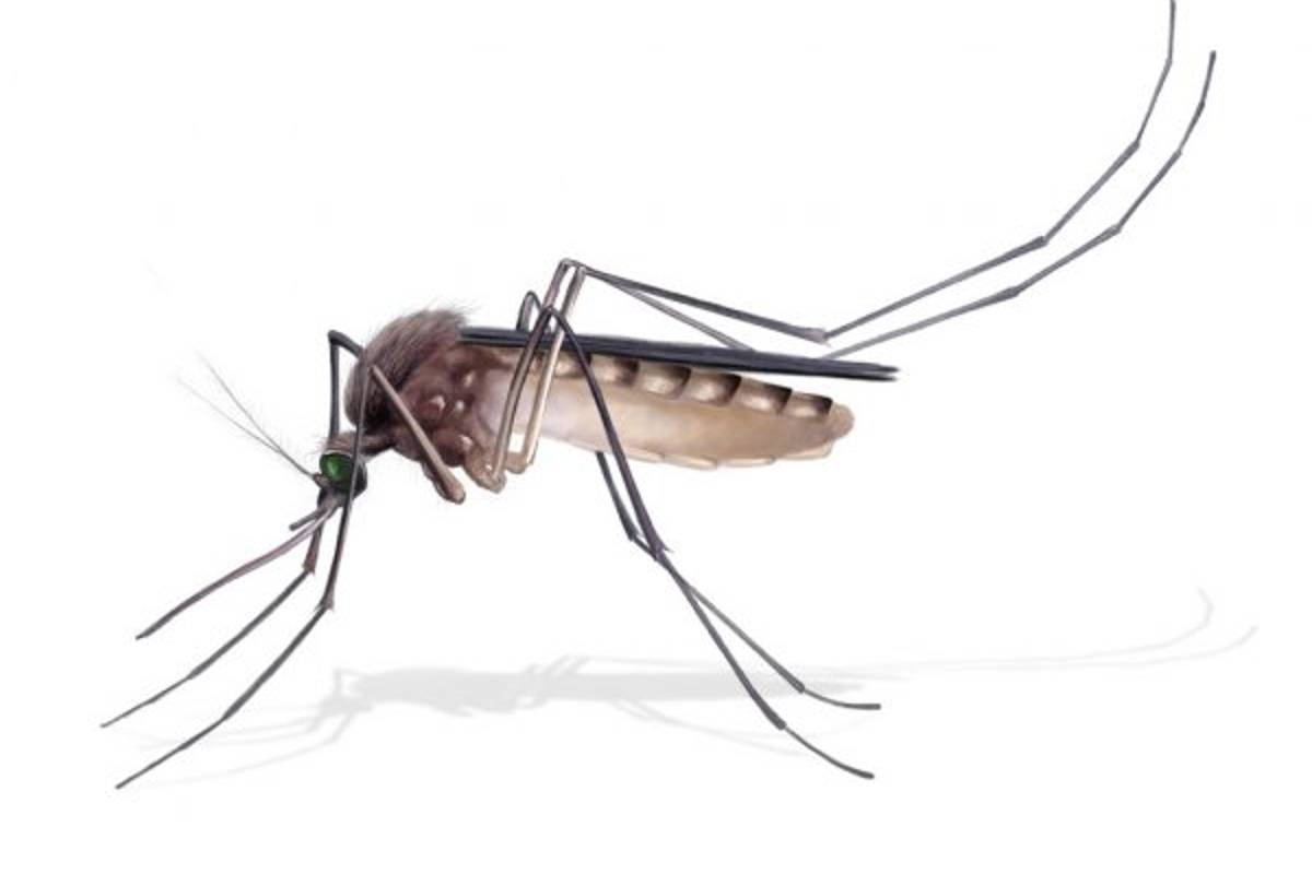 Hay en Coahuila 744 casos sospechosos de dengue