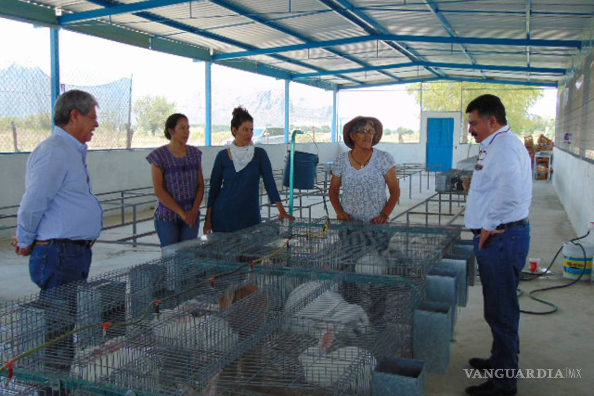 Emprendedoras crían conejos como negocio