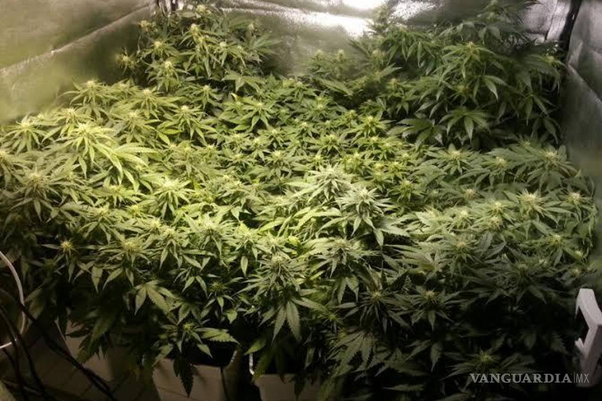 Cultivo de mariguana será permitido en Nueva York: agricultores podrán solicitar licencia