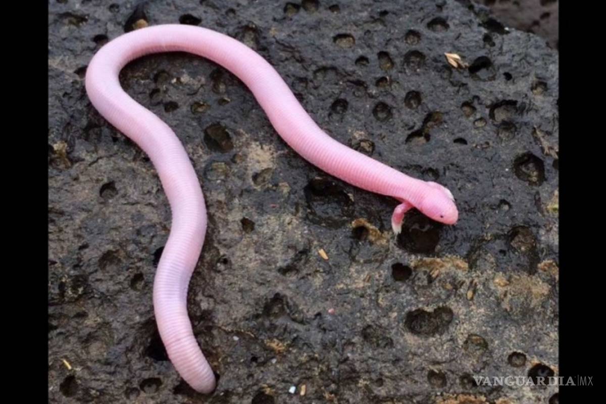 Encuentran ‘mítico’ reptil de dos patas en Baja California