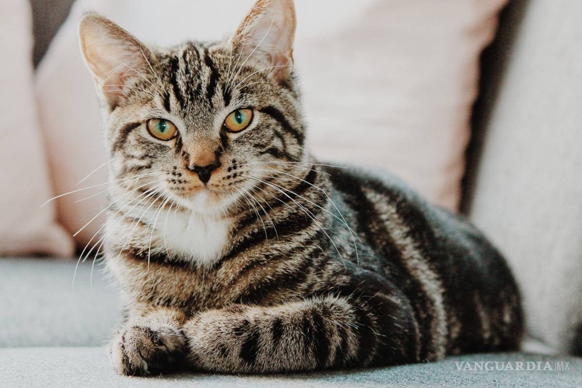 Ten cuidado con los rasguños de tus gatos porque pueden provocar esquizofrenia