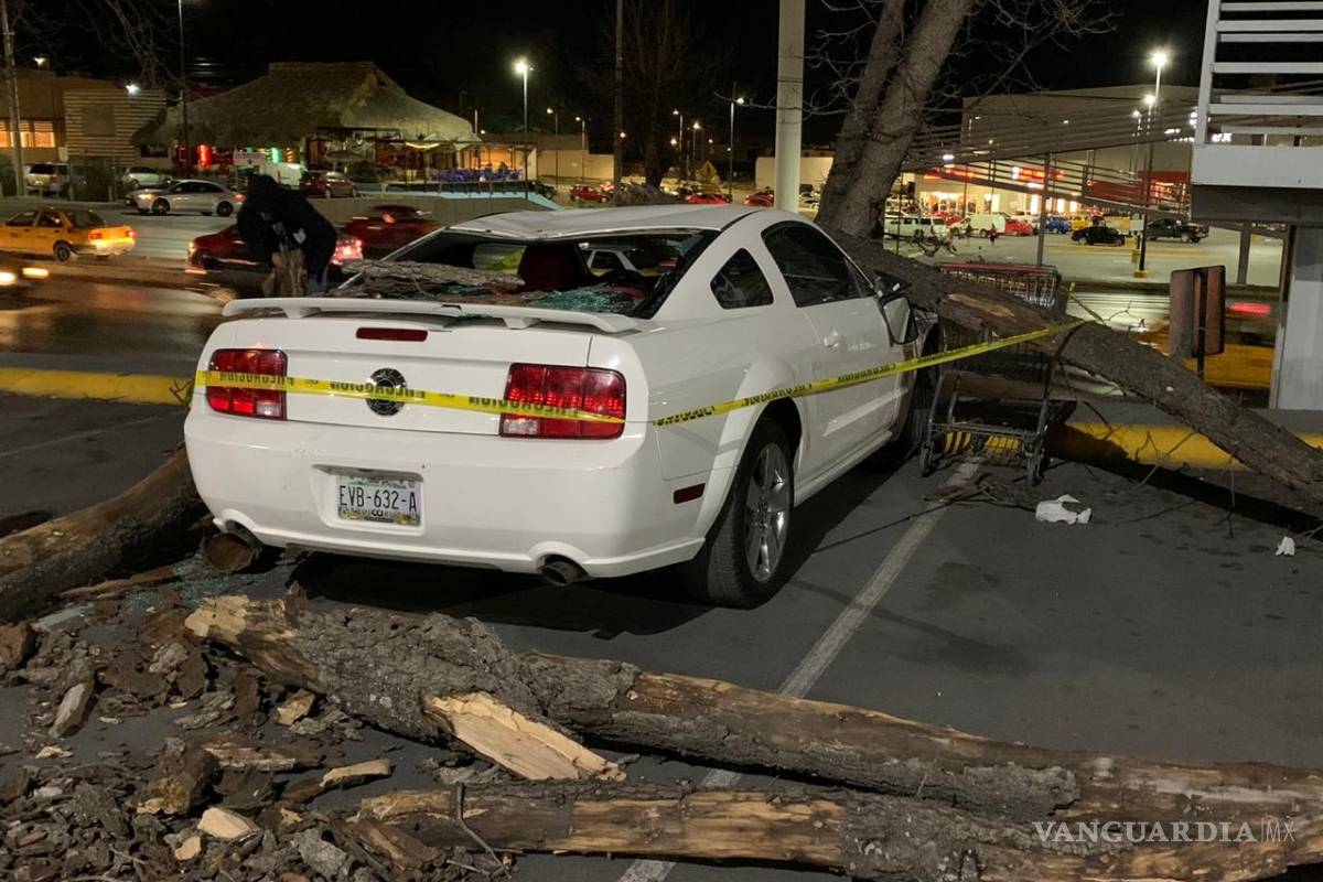 Cae árbol sobre auto en estacionamiento de plaza comercial al sur de Saltillo