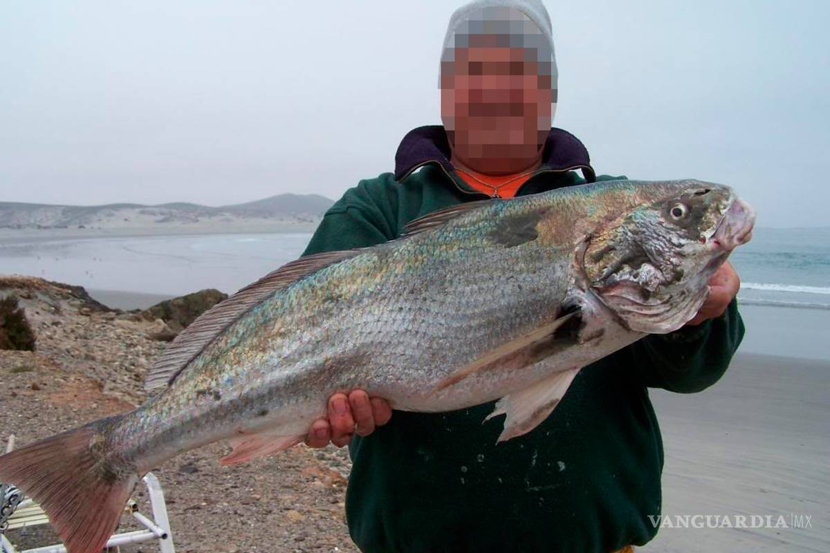 Depredan totoaba para medicina alternativa; las vejigas del pez se venden hasta en 20 mil dólares