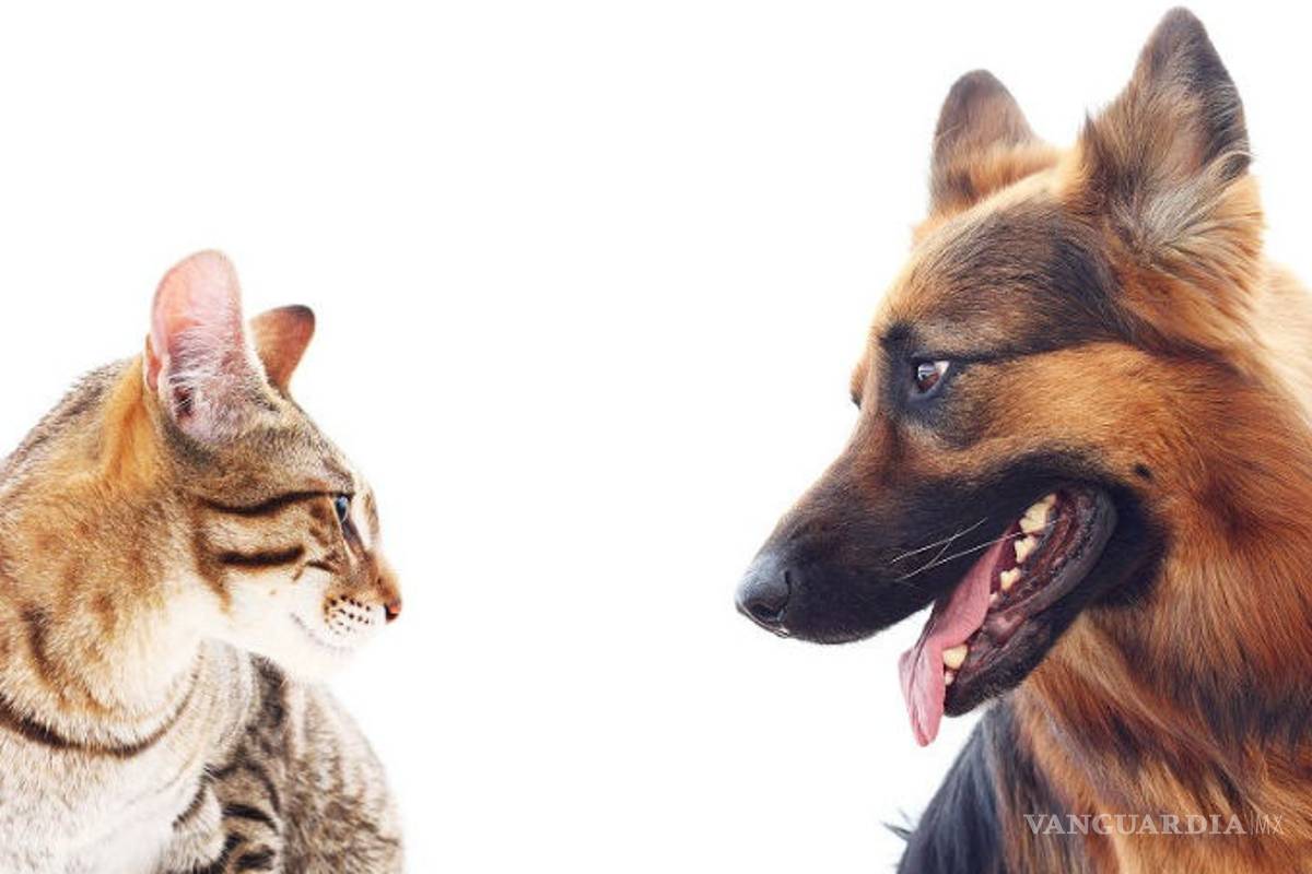 $!Lo que te cuesta mantener más: ¿perro o gato?