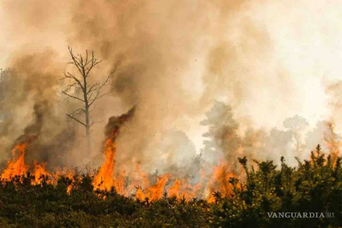 Incendio consume el 'Bosque de los Cien Acres' de Winnie the Pooh