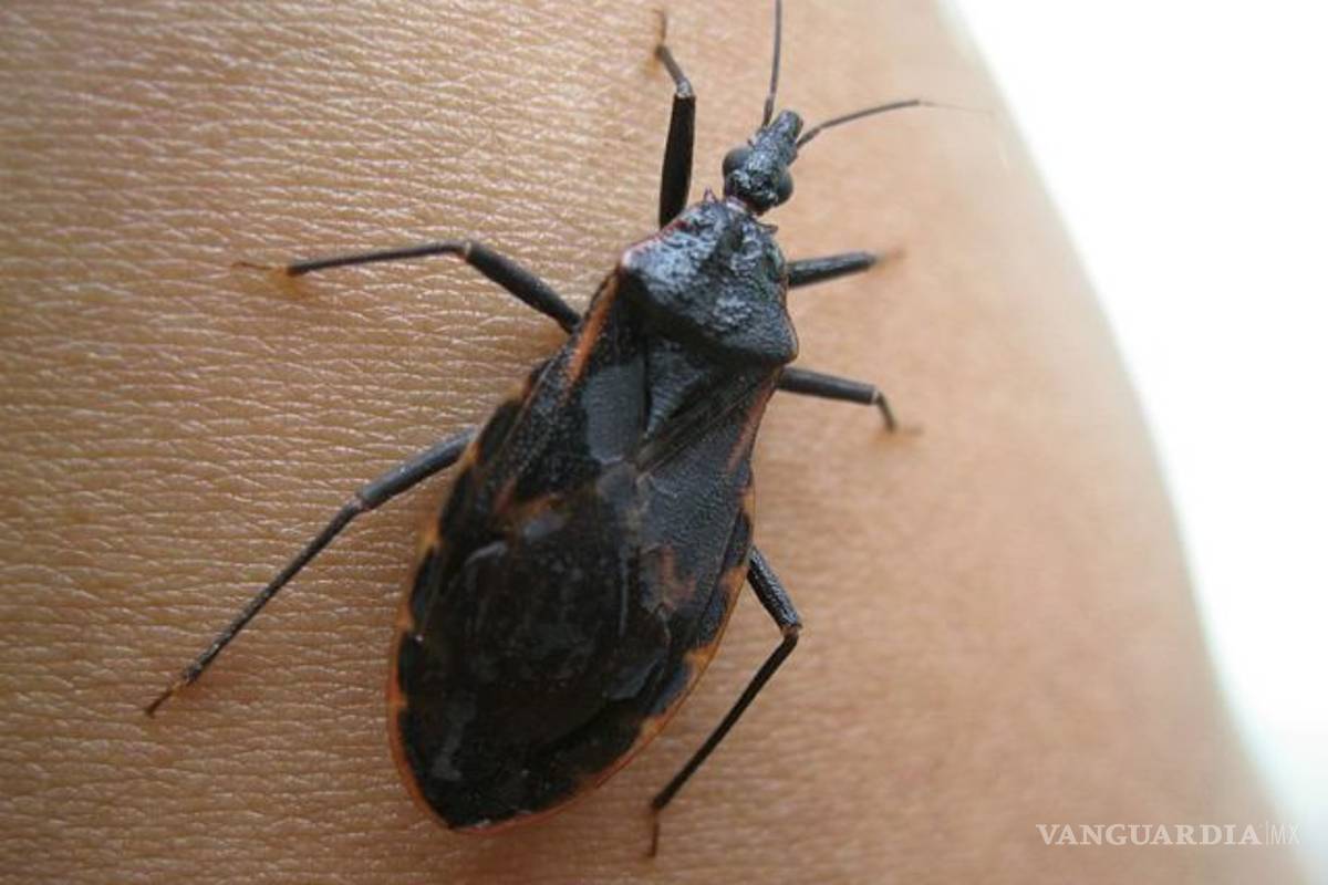 Si ves este insecto en tu casa, prepárate con insecticidas: ¡es muy peligroso!