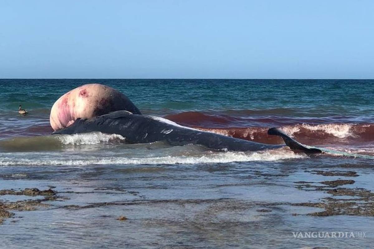 $!Encuentran ballena muerta en playa de Puerto Peñasco