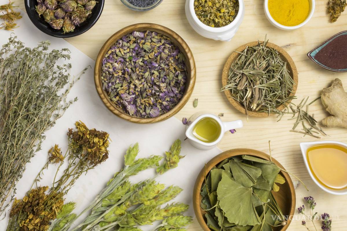 Descubre la planta ideal para cada malestar: 25 especies medicinales que deberías conocer