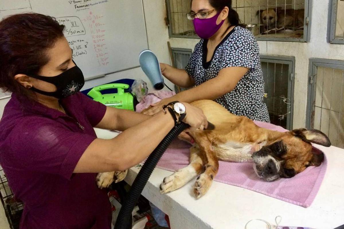 Llevan a juicio a dueños de perro maltratado en NL; el primero en el país