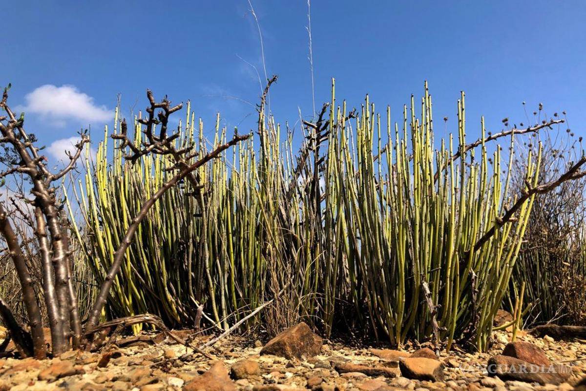 $!La cera de candelilla, recurso emblemático del semidesierto coahuilense, se convierte en oportunidad de desarrollo comunitario gracias a la capacitación científica.
