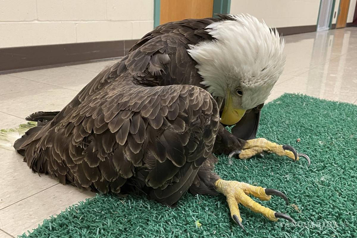 $!Un águila calva envenenada con plomo en St. Paul, Minnesota. AP/The Raptor Center, University of Minnesota