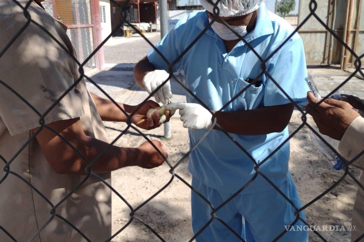 Piedras Negras: más del 65% de granjas revisadas por gripe aviar