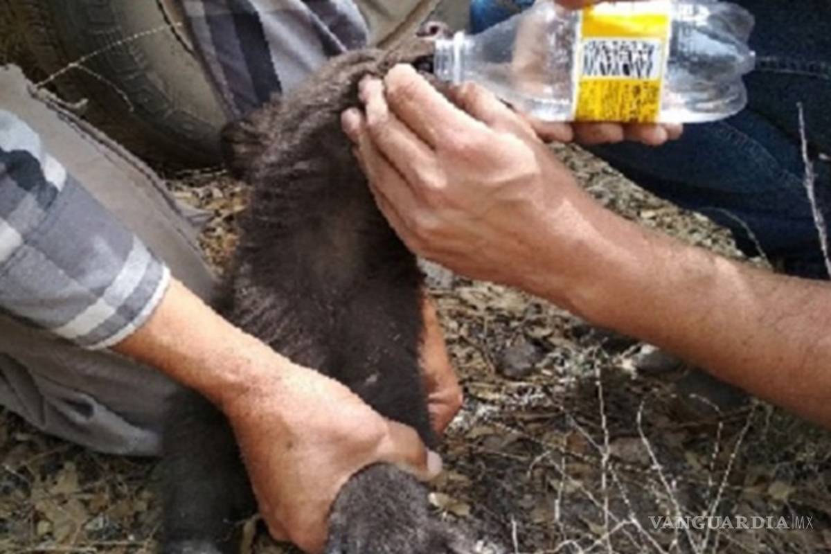 Rescatan a cría de oso negro en medio de incendio forestal en Chihuahua