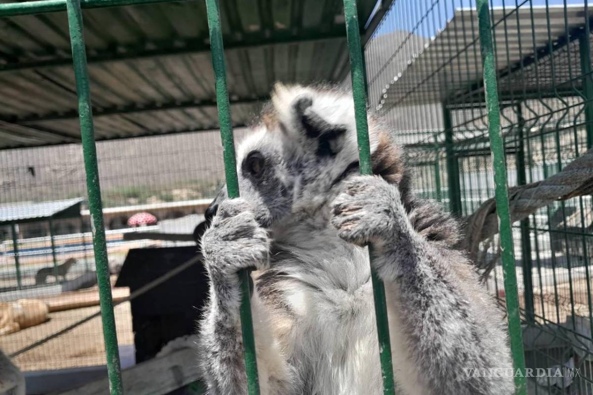 Suspenden en Nuevo León parque de especies exóticas