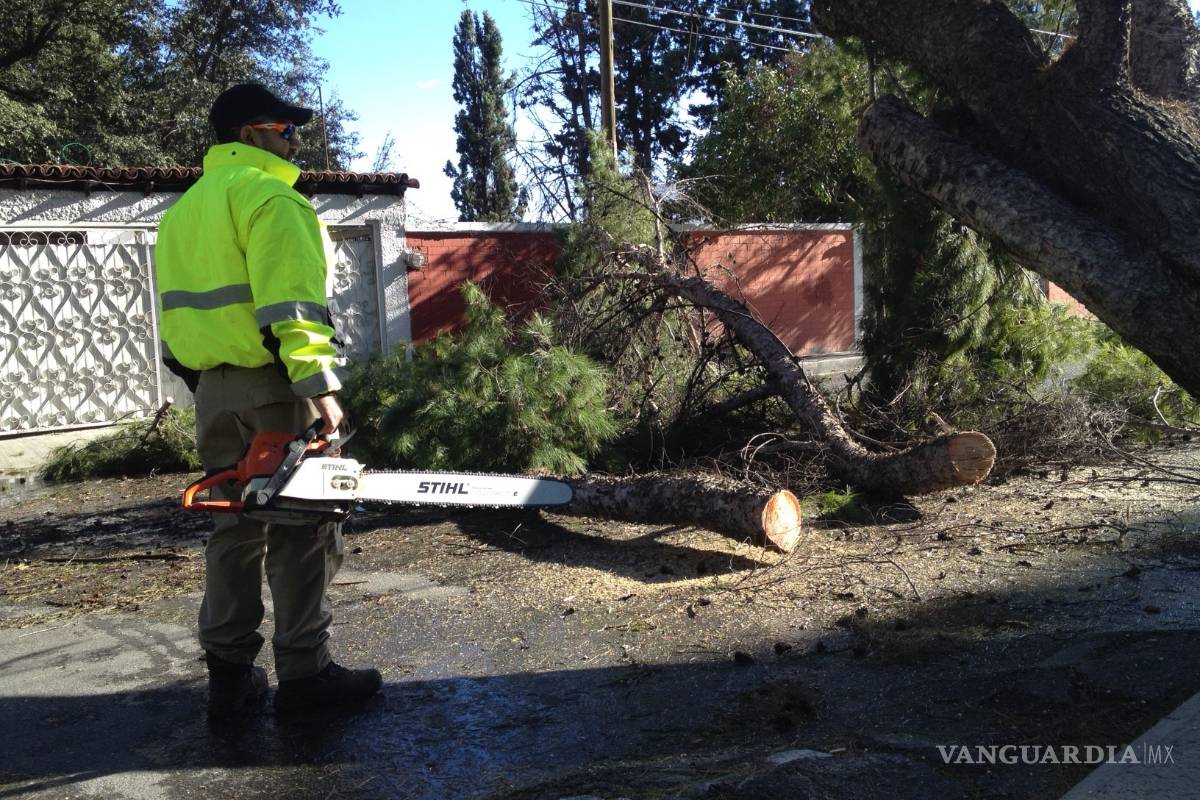 Arboles caídos, apagones y más daños provoca el viento de Saltillo