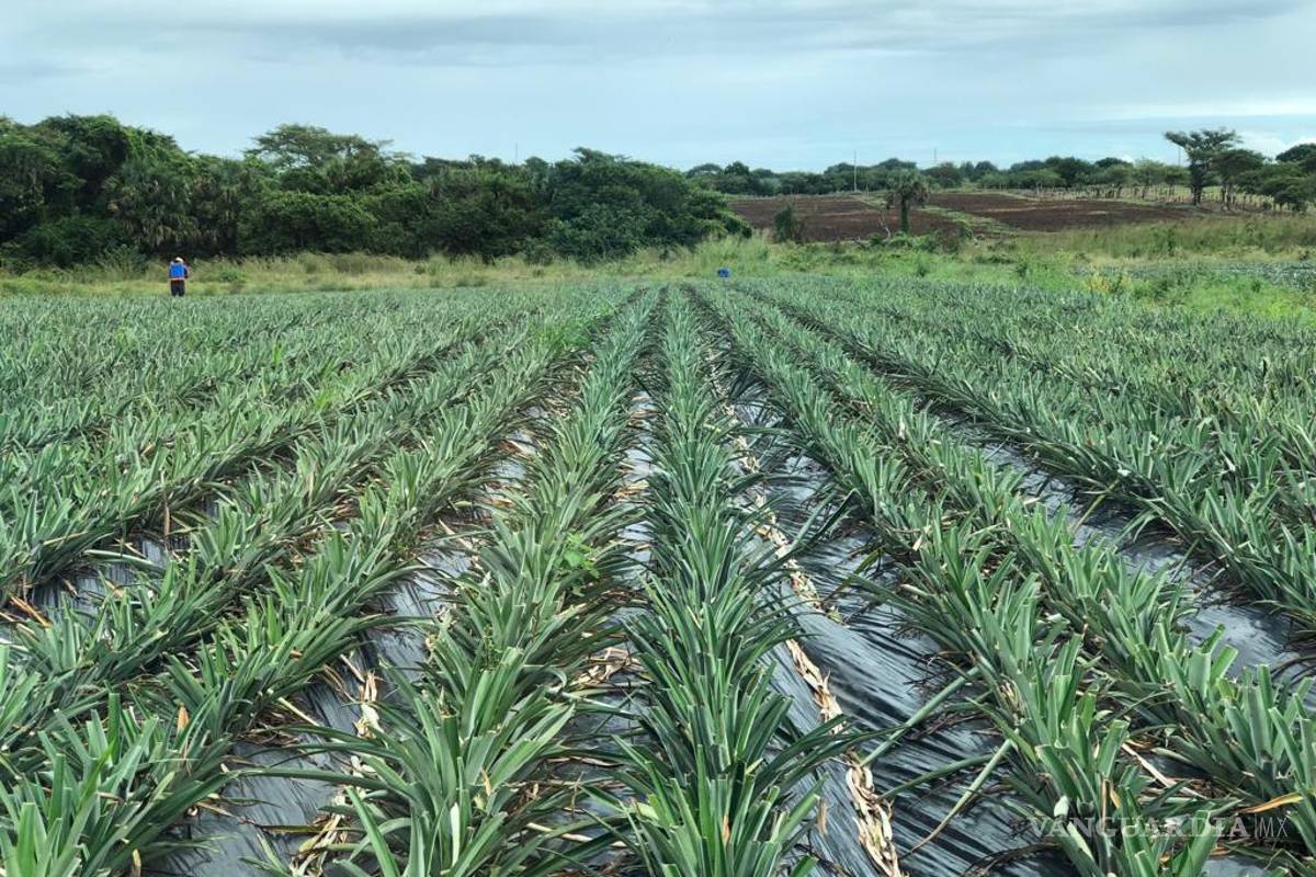 Secretaría de Economía investigará importaciones de piña en almíbar