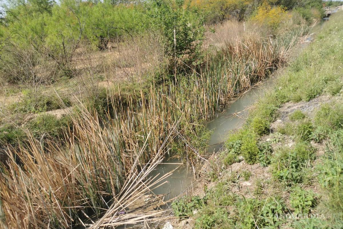 Desazolvan canales para mejorar riego en temporada primavera-verano en Acuña