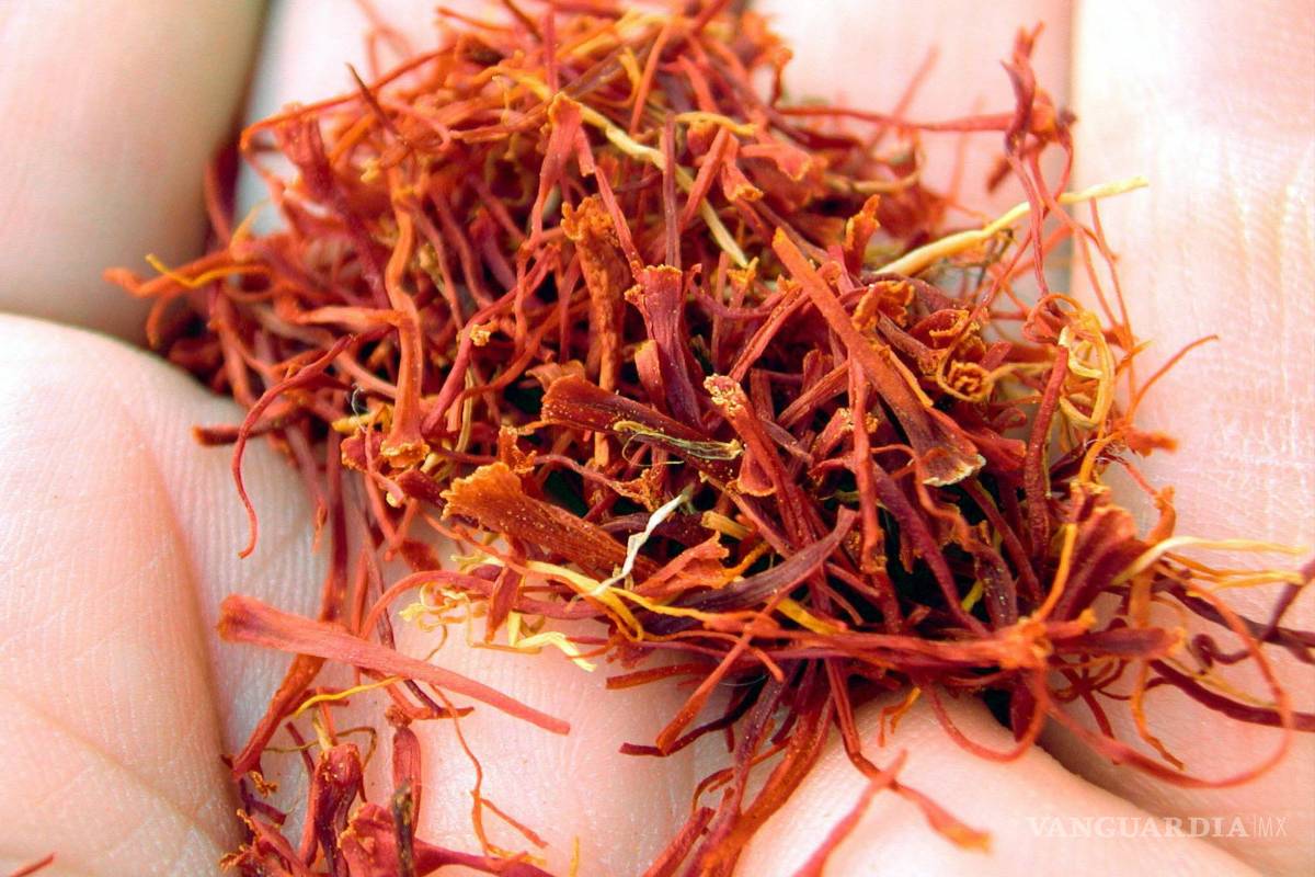 Azafrán, es considerado el “oro rojo” en la gastronomía