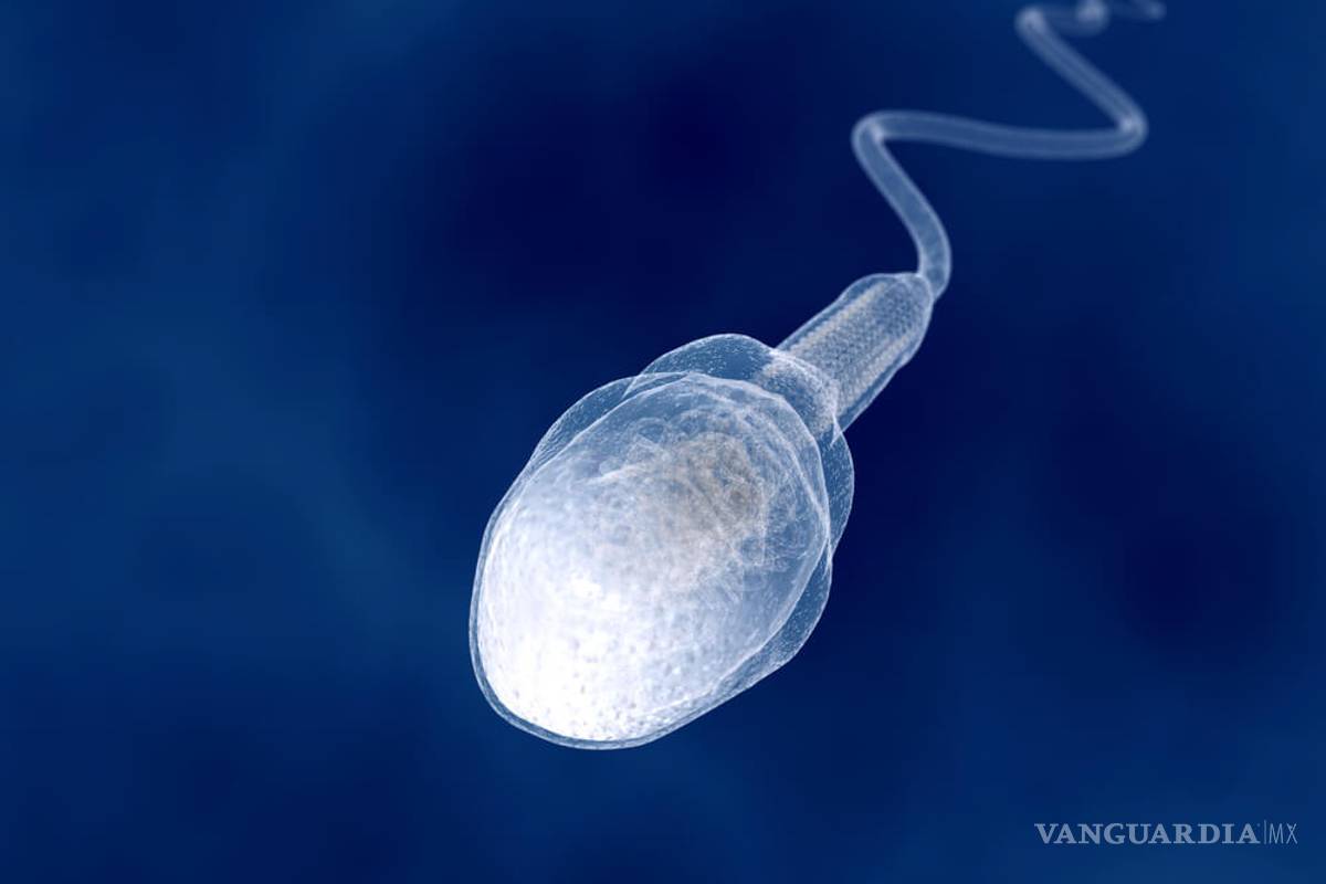 ¿Crisis de fertilidad?, los hombres cada vez producen menos espermatozoides