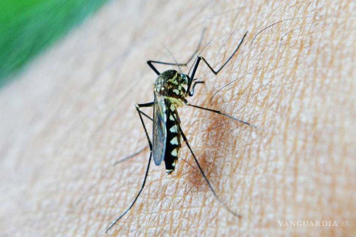 Nueve enfermedades que pueden transmitir los mosquitos: OMS