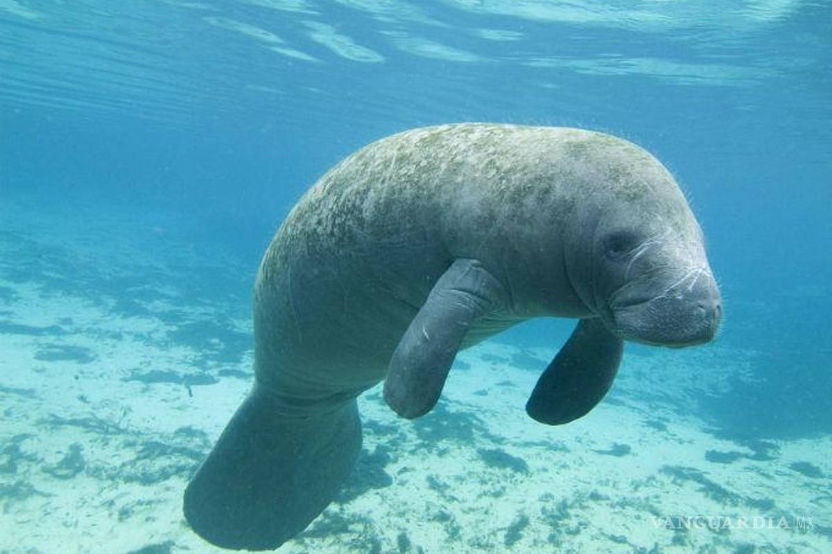 La sorprendente historia de los manatíes de los canales de Xochimilco