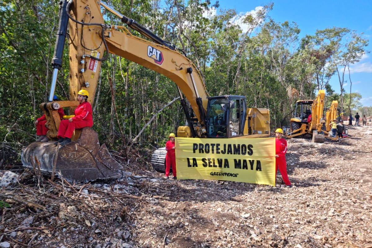 Clama Greenpeace a AMLO suspenda construcción del Tren Maya en el tramo 5 por poner en riesgo flora y fauna
