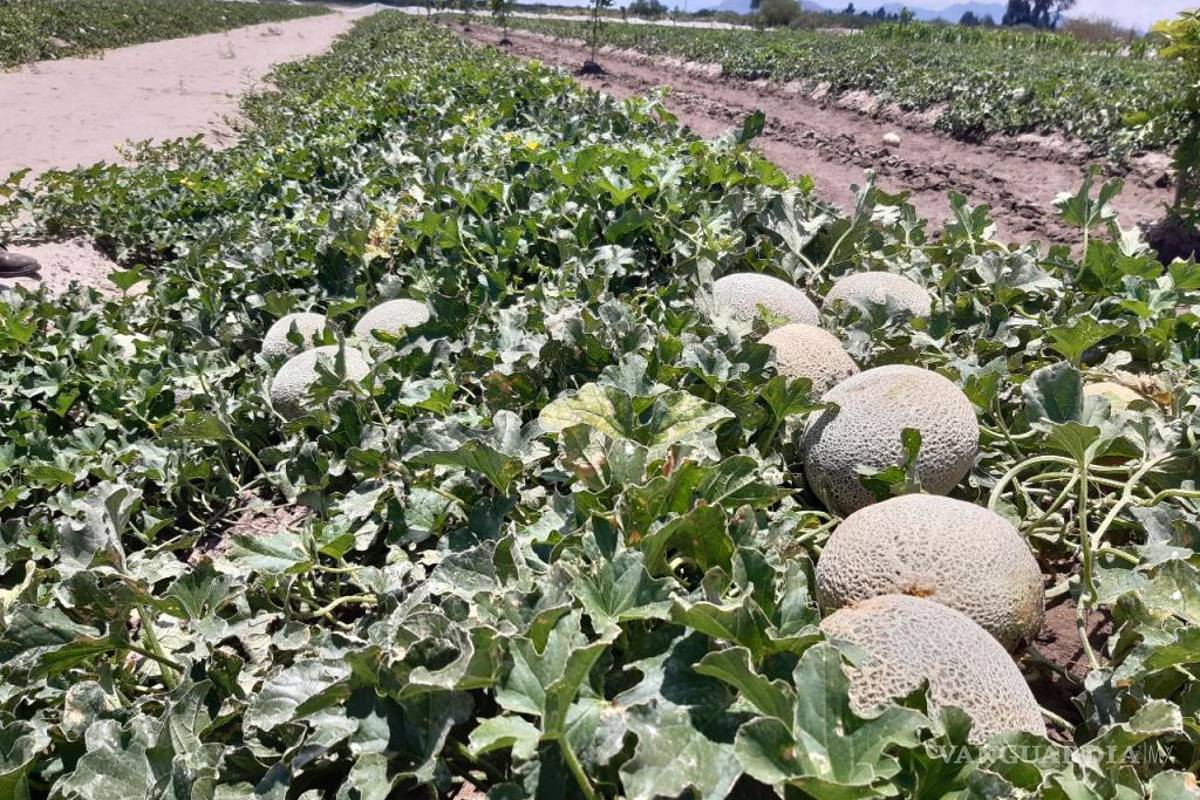 Campo Lagunero está siendo afectado por la reducción del ciclo de riego