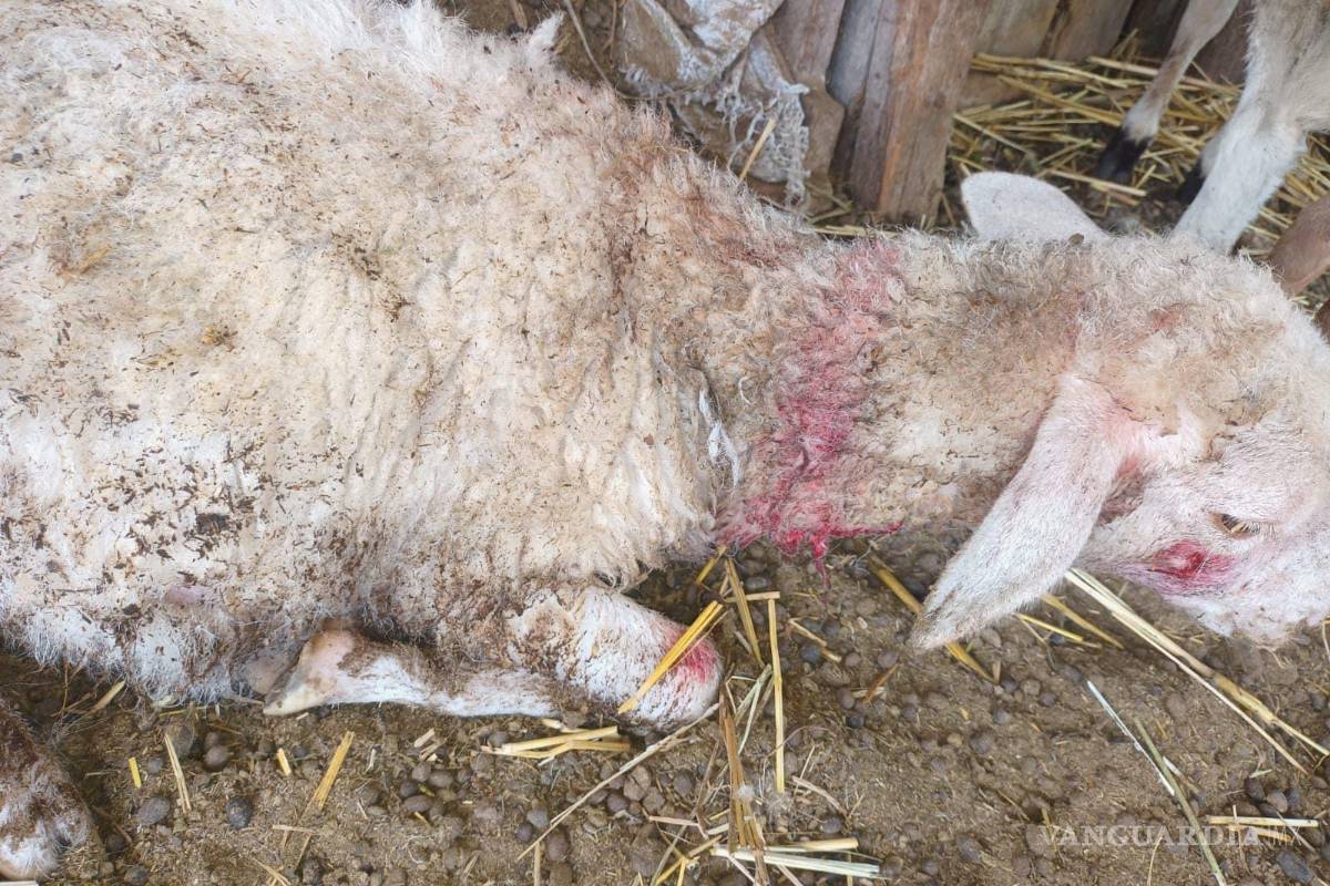 Borregos son atacados por perros ferales en Frontera; ganaderos exigen su captura