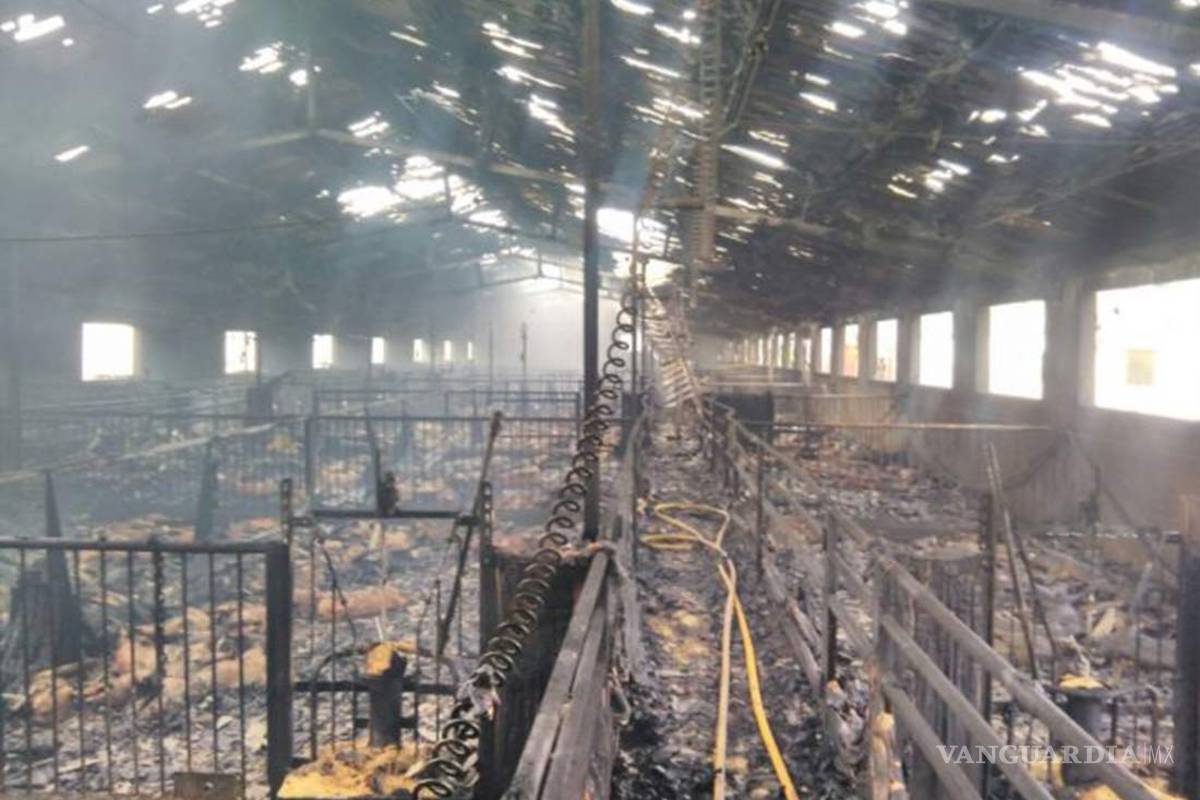 Se incendia criadero de cerdos en España; mueren más de mil
