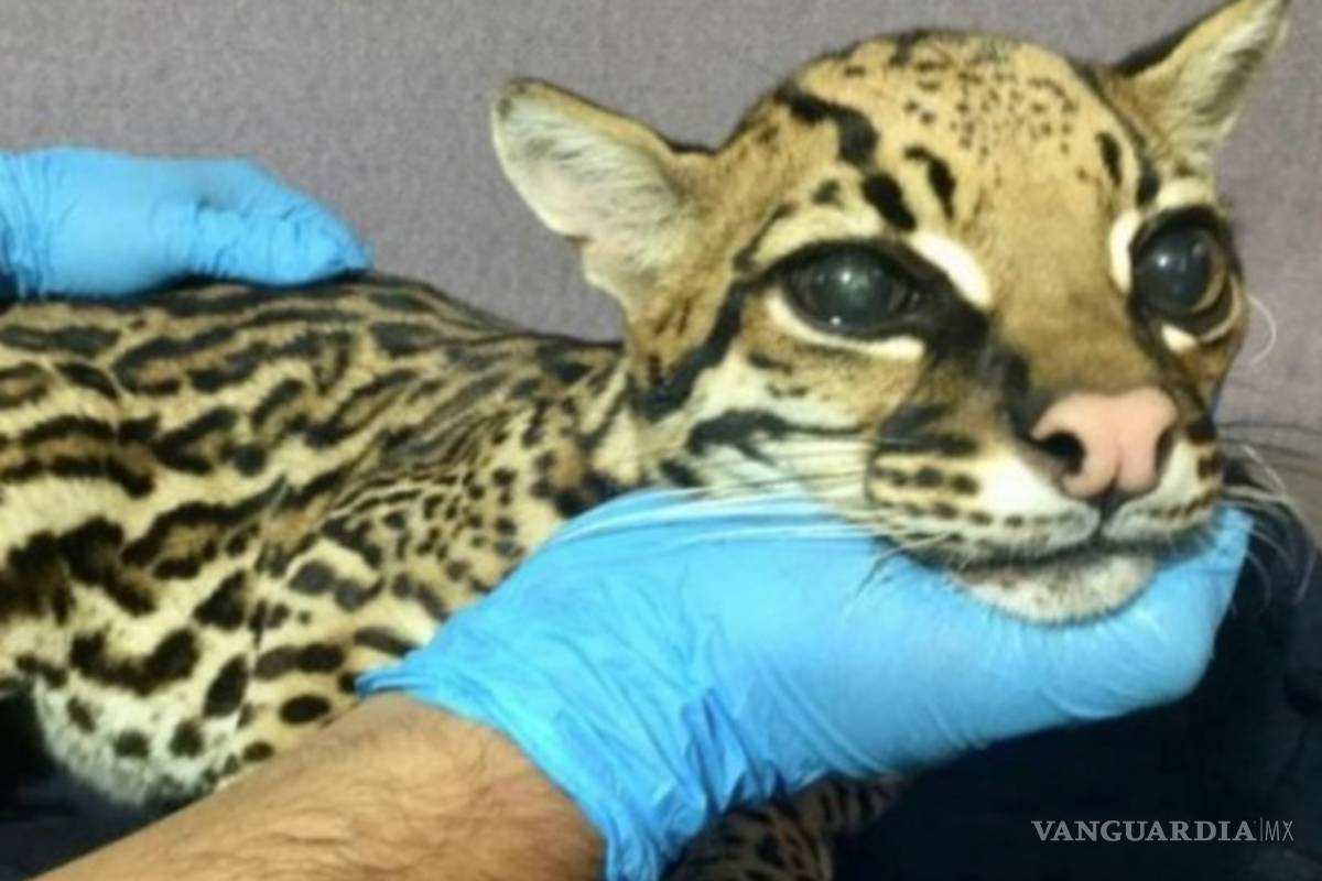 Querían que se comportara como gato y le cortan los colmillos a ocelote