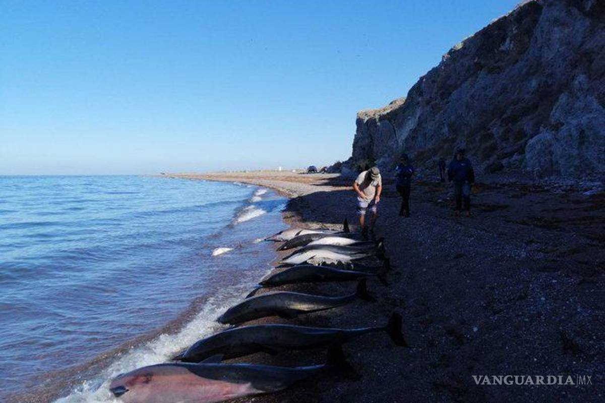 $!Encuentran 33 delfines muertos en playa de La Paz, Baja California Sur