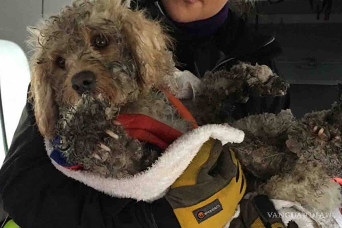 Rescatan a perrito atrapado en una montaña nevada (video)