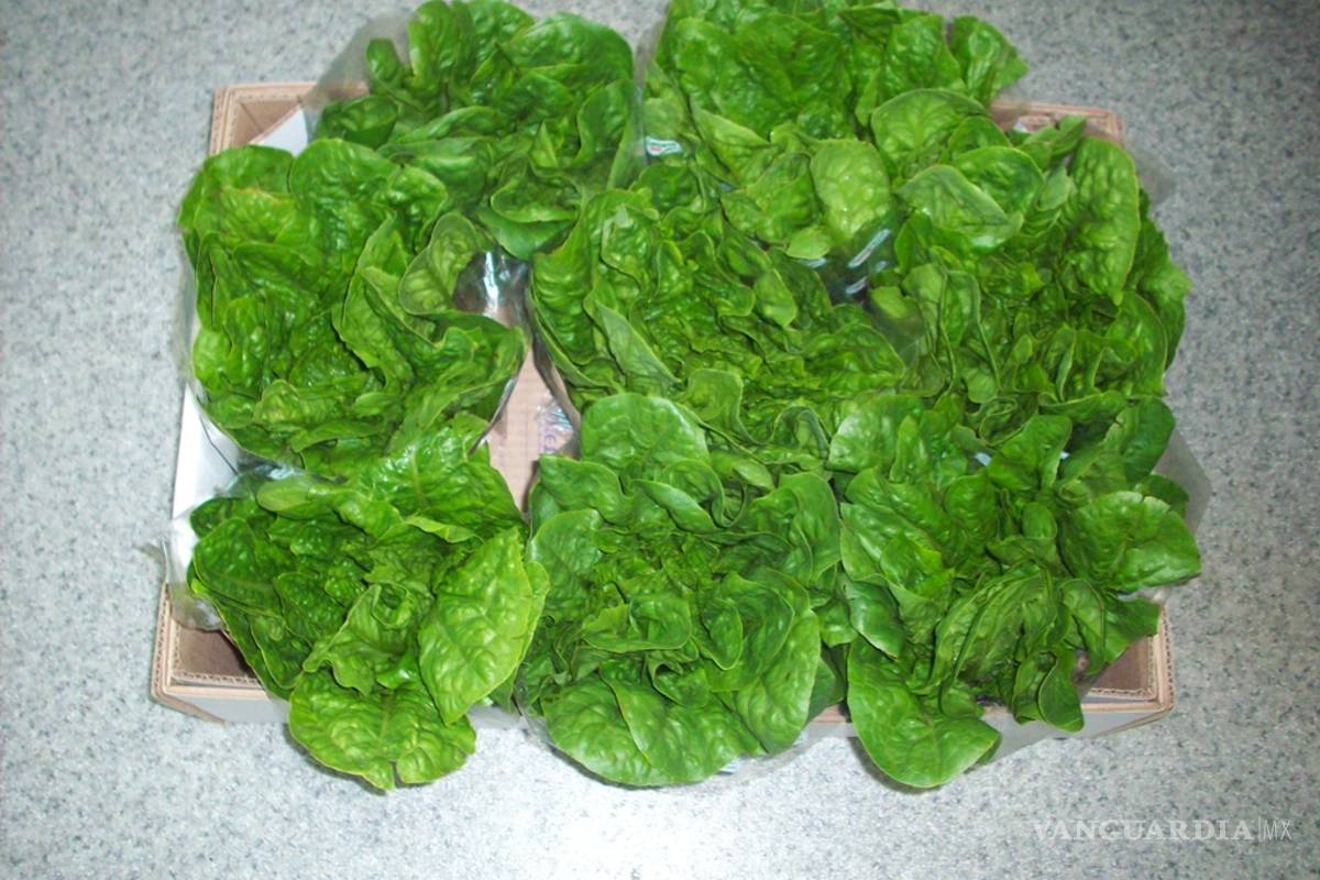 Lechugas contra el cáncer