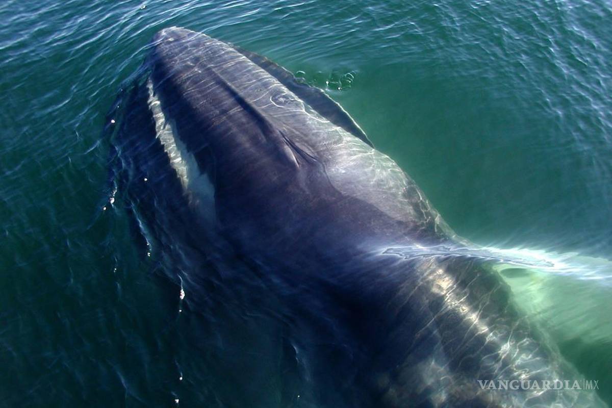 Japón permitirá la caza de otra especie de ballena