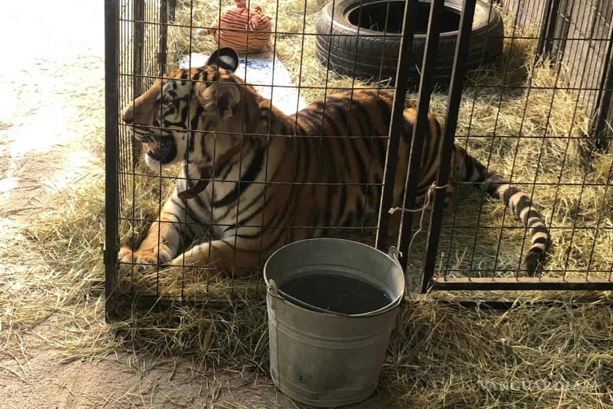 Falso reporte de un tigre suelto moviliza a autoridades en Saltillo