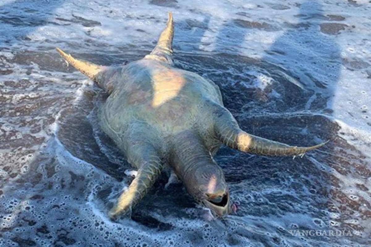 Tortuga, lobo marino y peces muertos tras derrame tóxico de Grupo México