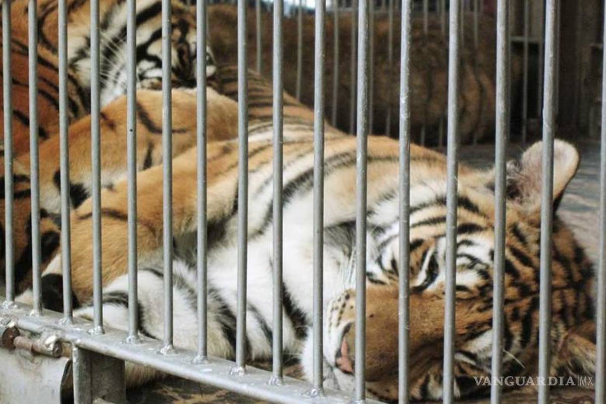 Autoridades decomisan 4 mil186 animales en zoológicos del país