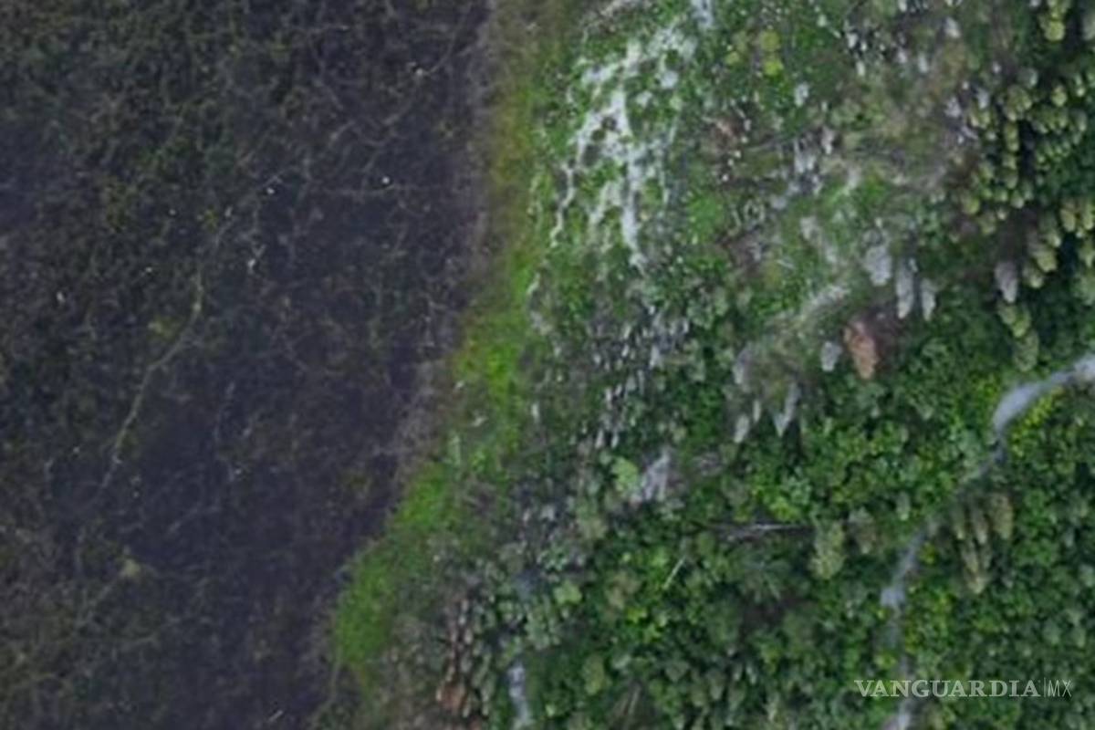 Google Earth revela 467 millones de hectáreas de bosque sin registrar