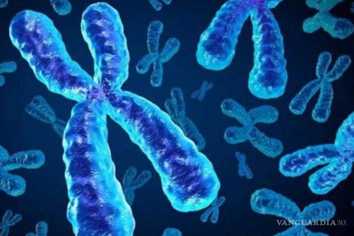 ¿Por qué las mujeres viven más? Científicos encuentran una explicación